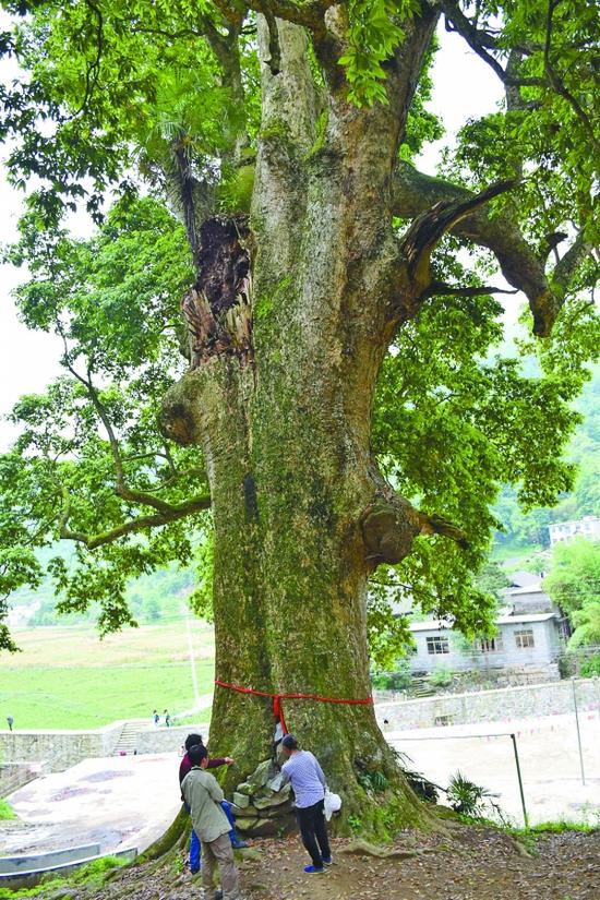5米,平均冠        据当地年老的人介绍说,"千年神树"险被附近村寨的