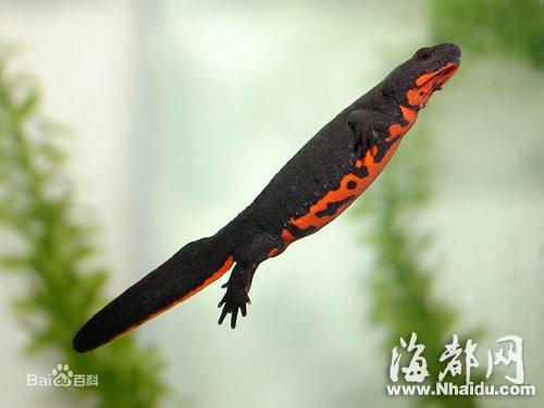 记者报料,在市场,街边看到有人在卖所谓的"小娃娃鱼",称是娃娃鱼幼崽