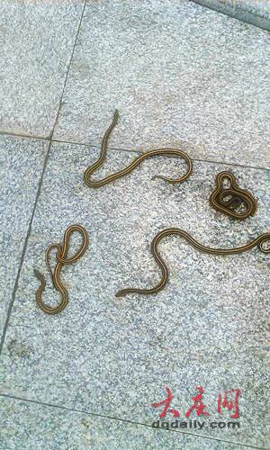中国八三年蛇灾图片